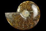 Polished Ammonite (Cleoniceras) Fossil - Madagascar #127224-1